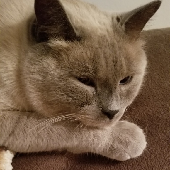 Meet your Posher, Tricia - Picture 2 of 4